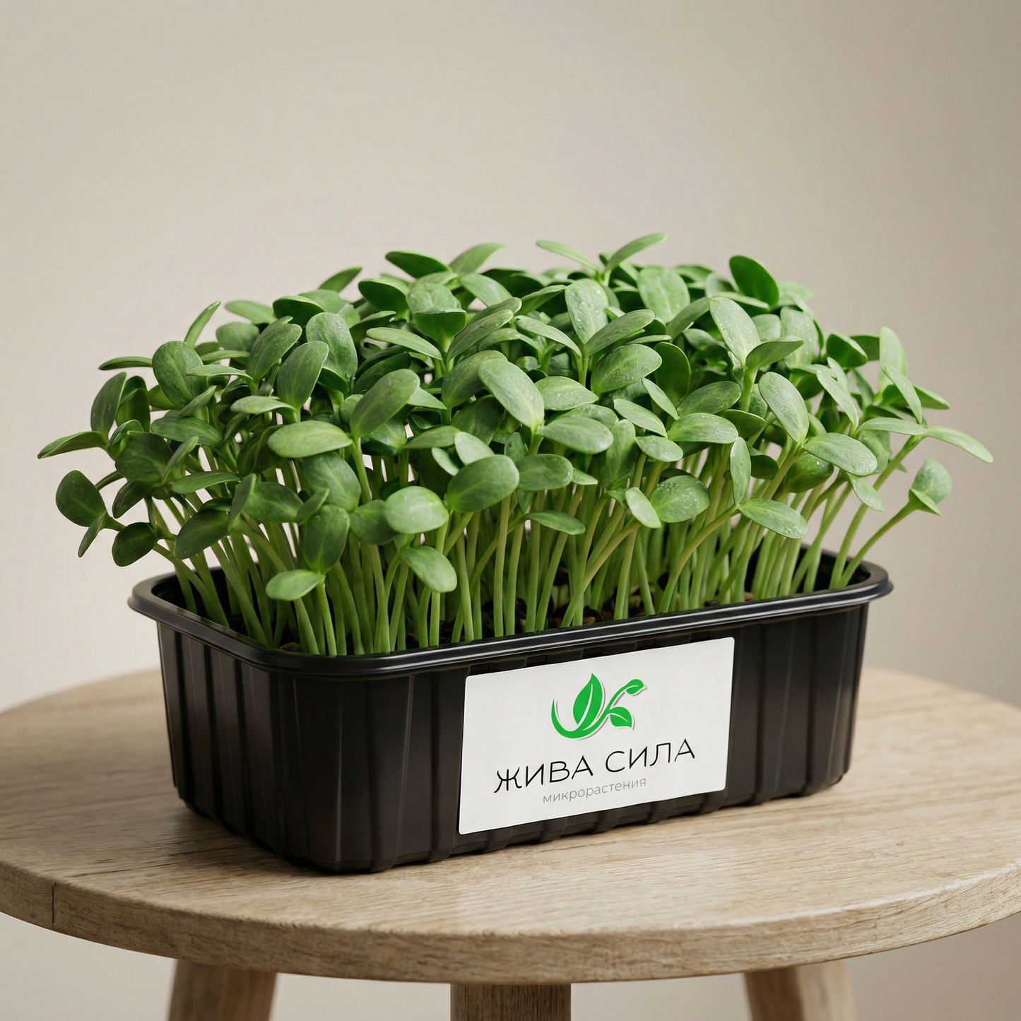 Слънчоглед