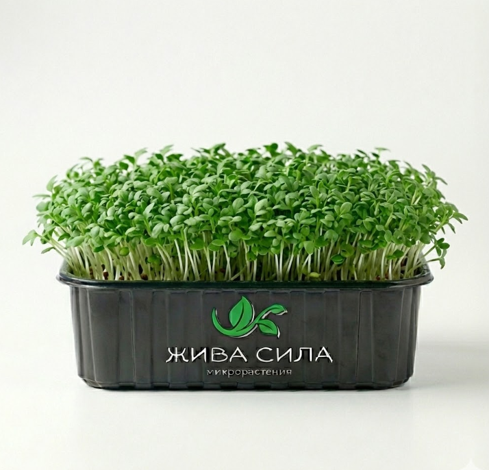 4 бр. - 1хМикс, 1хРепичка, 1хКрес, 1хРукола