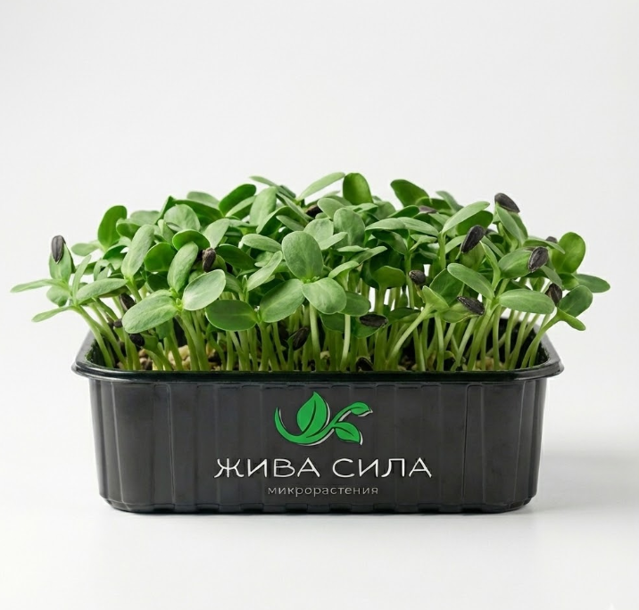 Слънчоглед