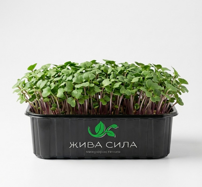 4 бр. - 1хМикс, 1хРепичка, 1хКрес, 1хРукола