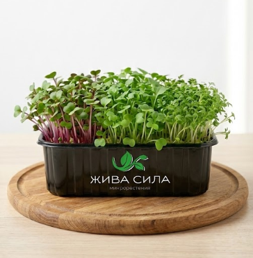 4 бр. - 1хМикс, 1хРепичка, 1хКрес, 1хРукола