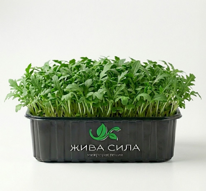 4 бр. - 1хМикс, 1хРепичка, 1хКрес, 1хРукола